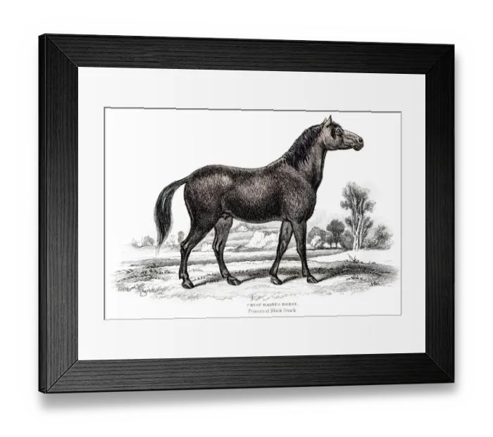 Framed Print : Horse Engraving 1841 Framed Print : Horse Engraving 1841