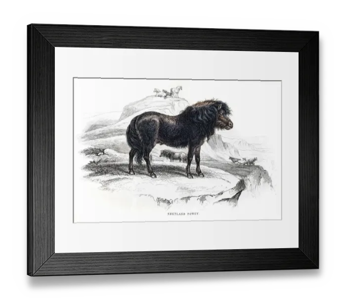 Framed Print : Shetland pony 1841 Framed Print : Shetland pony 1841