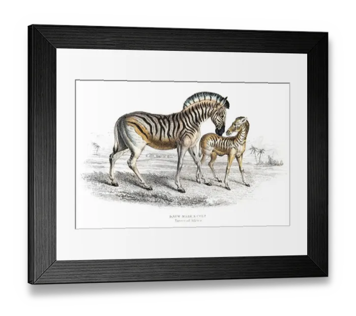 Framed Print : Dauw zebra and colt engraving Framed Print : Dauw zebra and colt engraving
