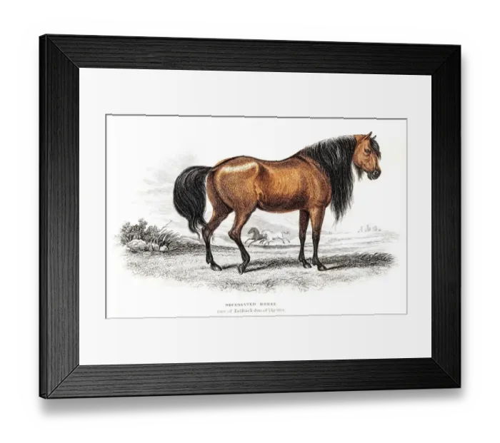 Framed Print : Ukrainian Riding Horse 1841 Framed Print : Ukrainian Riding Horse 1841