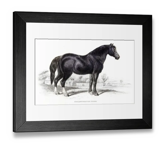 Framed Print : English draft horse 1841 Framed Print : English draft horse 1841