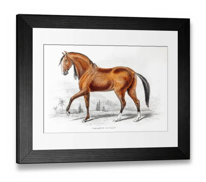 Framed Print : Peruvian Paso Fino Horse 1841