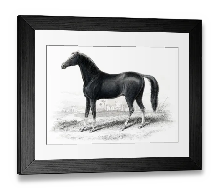 Framed Print : Dongola race horse 1841 Framed Print : Dongola race horse 1841