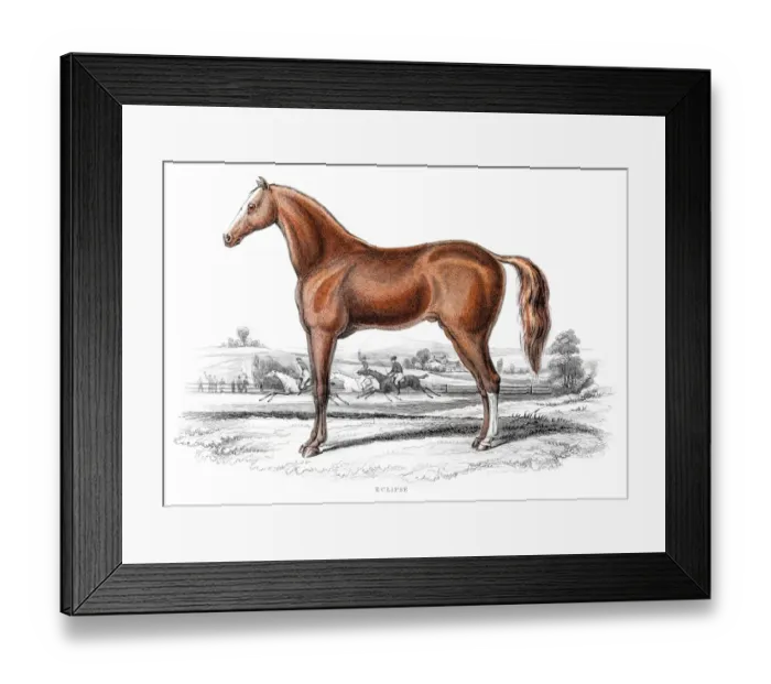 Framed Print : British Thoroughbred horse 1841 Framed Print : British Thoroughbred horse 1841