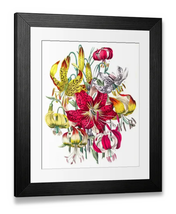 Framed Print : Lily flowers engraving 1853