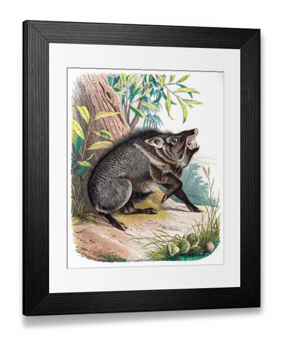 Framed Print : The Peccary engraving 1853 Framed Print : The Peccary engraving 1853