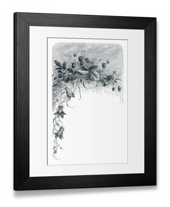 Framed Print : Bluebell flowers engraving 1898 Framed Print : Bluebell flowers engraving 1898