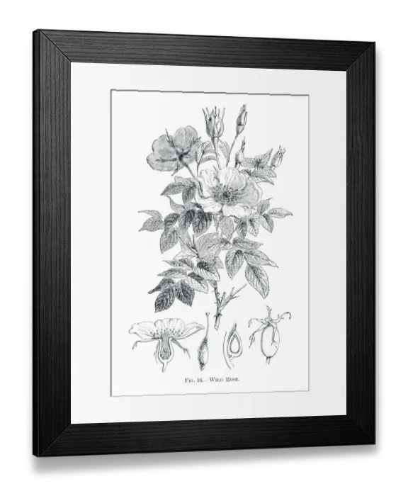 Framed Print : Wild rose engraving 1898 Framed Print : Wild rose engraving 1898