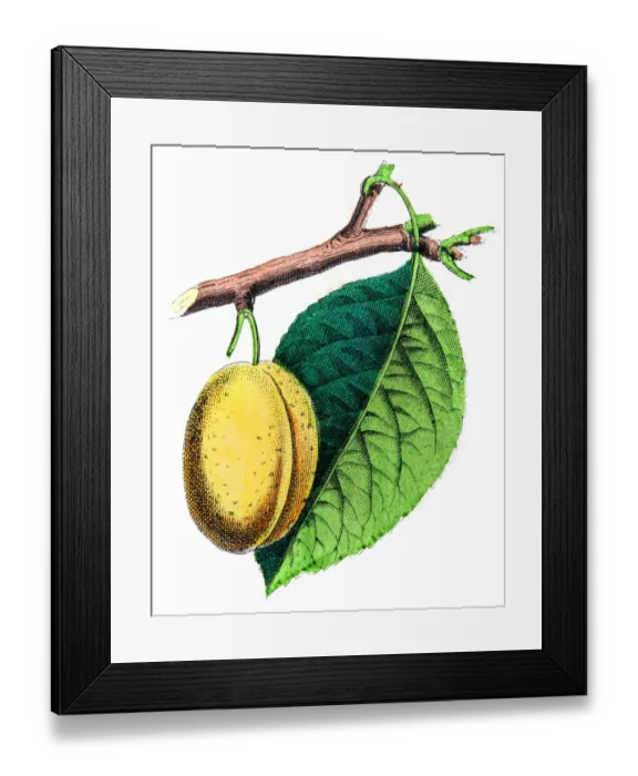 Framed Print : Mirabelle plum blossom illustration 1853 Framed Print : Mirabelle plum blossom illustration 1853