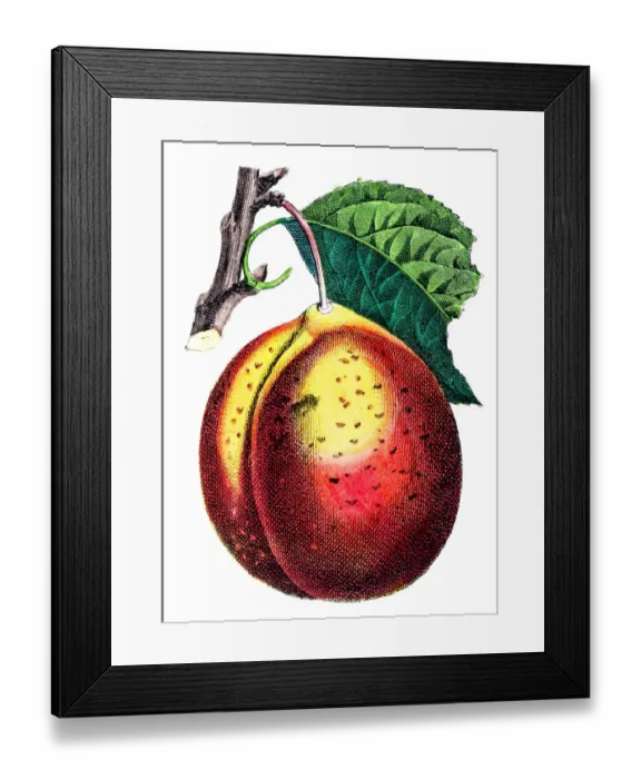 Framed Print : Red plum illustration 1853