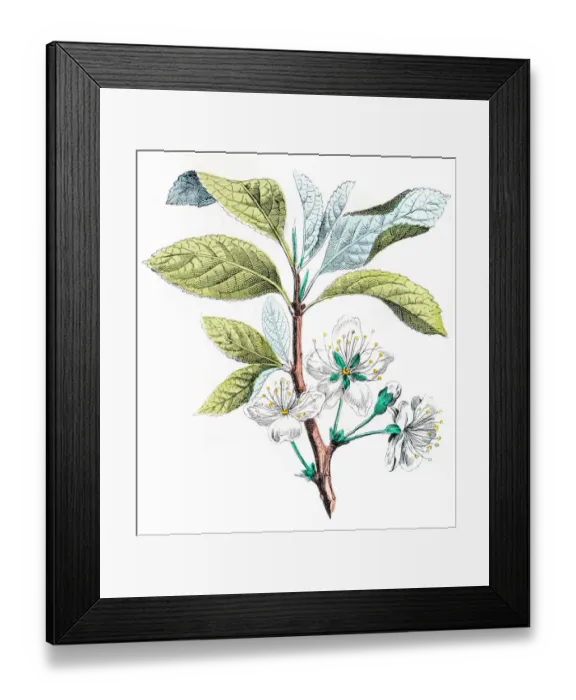 Framed Print : Common plum blossom illustration 1853