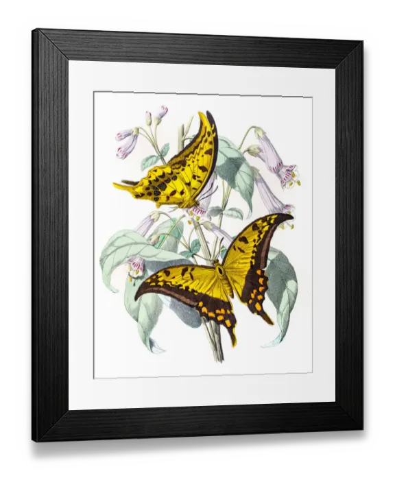 Framed Print : Yellow Gorgon butterfly engraving 1853 Framed Print : Yellow Gorgon butterfly engraving 1853