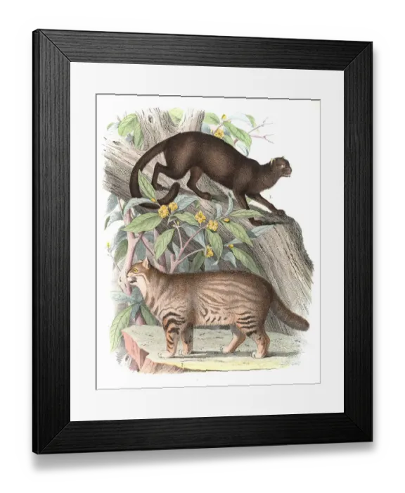 Framed Print : Wild Cats engraving 1853 Framed Print : Wild Cats engraving 1853
