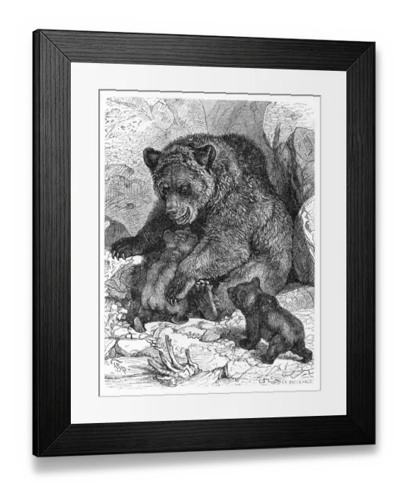 Framed Print : Brown bear and cubs engraving 1882 Framed Print : Brown bear and cubs engraving 1882
