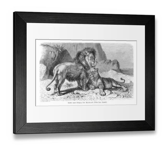 Framed Print : Lion and lioness engraving 1896 Framed Print : Lion and lioness engraving 1896