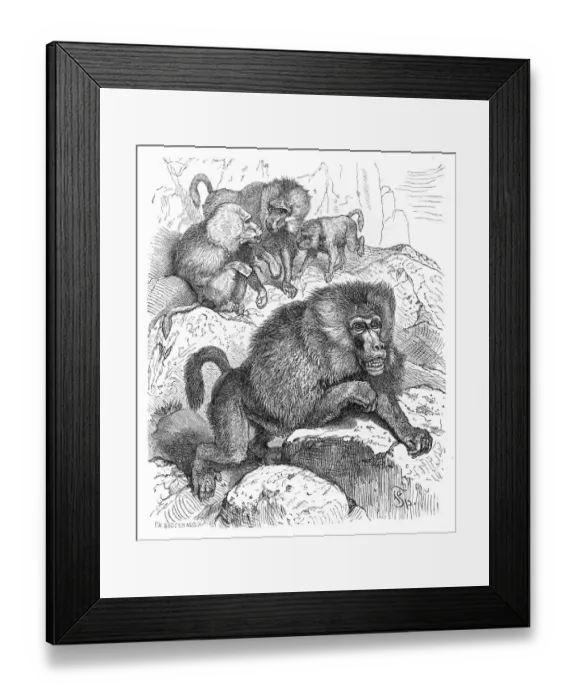 Framed Print : Baboons engraving 1882 Framed Print : Baboons engraving 1882