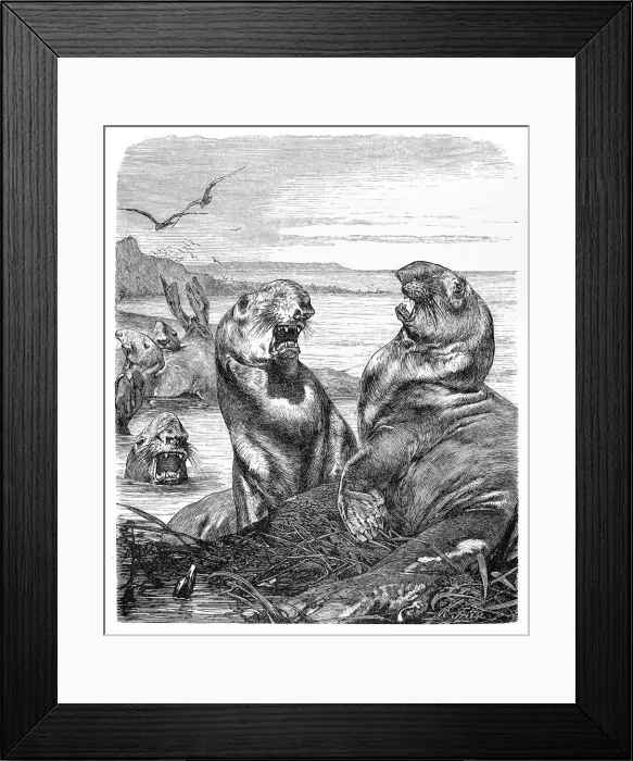 Framed Print : Elephant seal engraving 1896 Framed Print : Elephant seal engraving 1896
