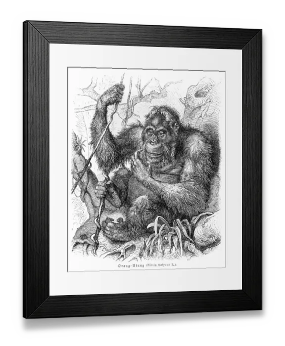 Framed Print : Orangutan engraving 1882 Framed Print : Orangutan engraving 1882