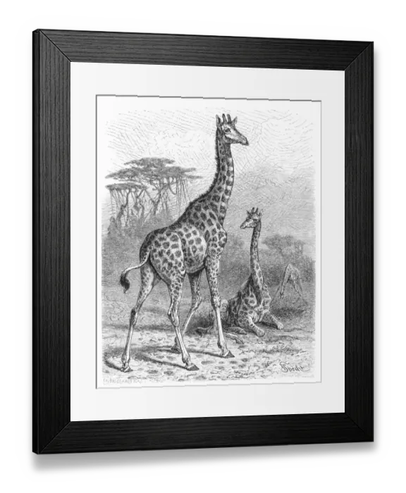Framed Print : Giraffe engraving 1882 Framed Print : Giraffe engraving 1882