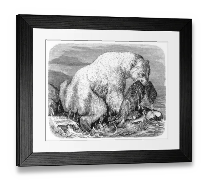 Framed Print : Polar Bear engraving 1882 Framed Print : Polar Bear engraving 1882