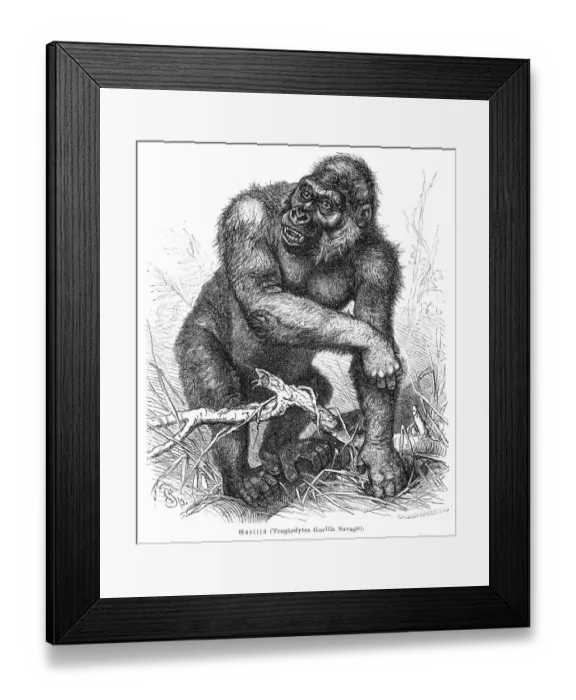 Framed Print : Gorilla engraving 1882 Framed Print : Gorilla engraving 1882