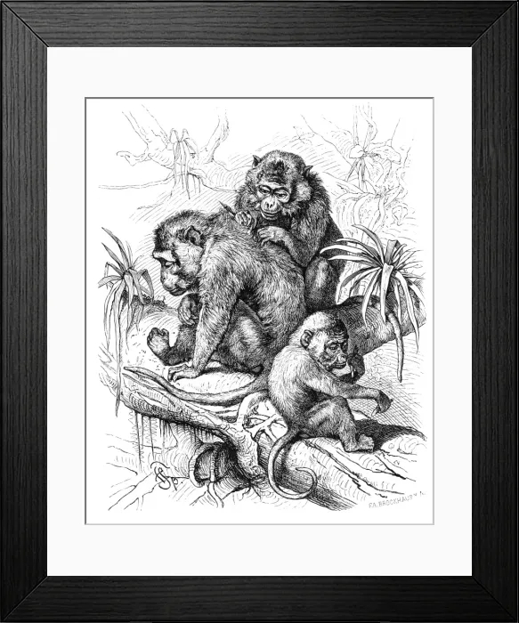 Framed Print : Macaques engraving 1882
