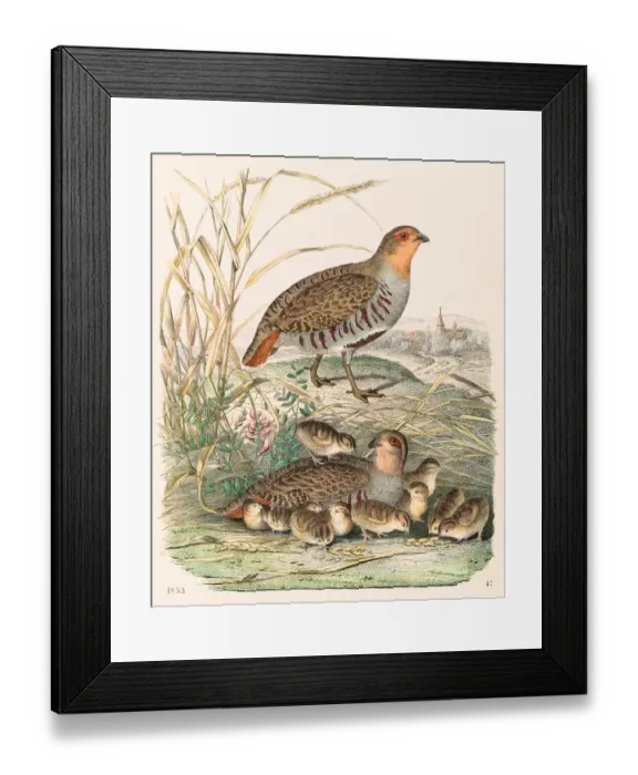 Framed Print : Partridges engraving 1853 Framed Print : Partridges engraving 1853