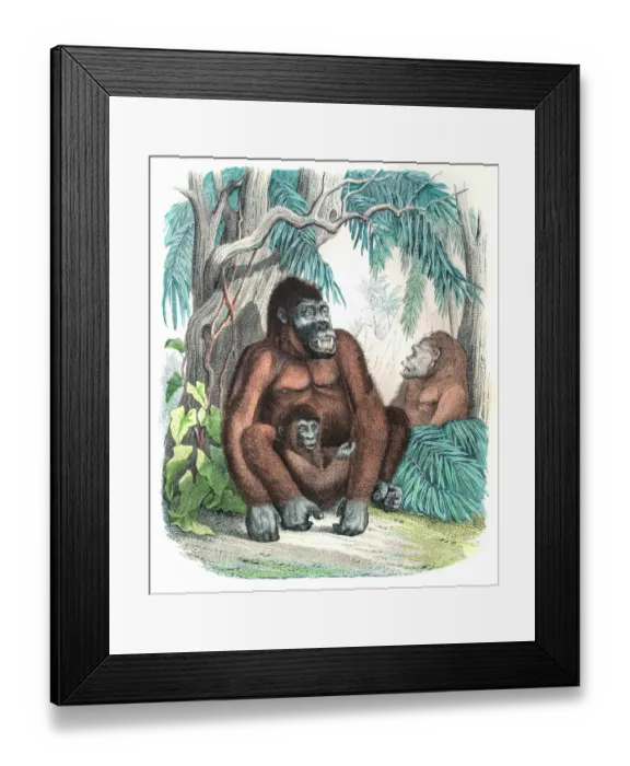 Framed Print : Gorilla family engraving 1853 Framed Print : Gorilla family engraving 1853