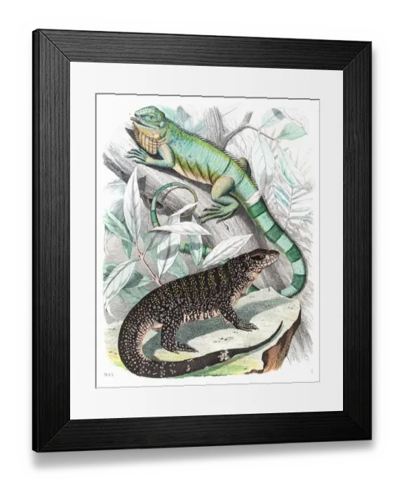 Framed Print : American Lizards engraving 1853