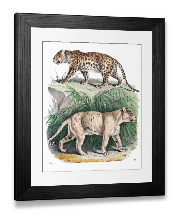Framed Print : Panter and Lion-tiger engraving 1853 Framed Print : Panter and Lion-tiger engraving 1853