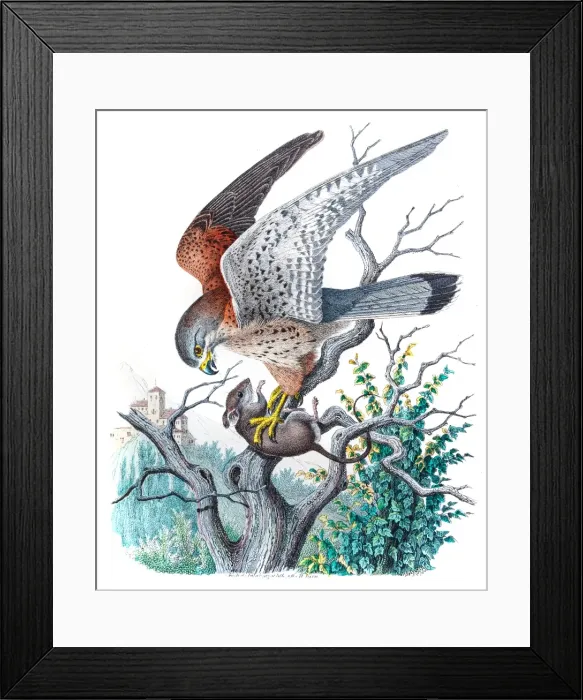 Framed Print : Kestrel falcon engraving 1853 Framed Print : Kestrel falcon engraving 1853