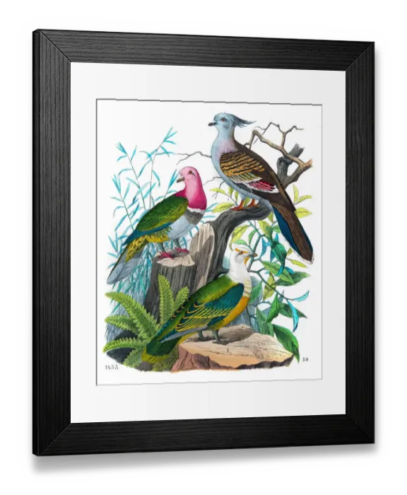 Framed Print : Pigeons engraving 1853 Framed Print : Pigeons engraving 1853