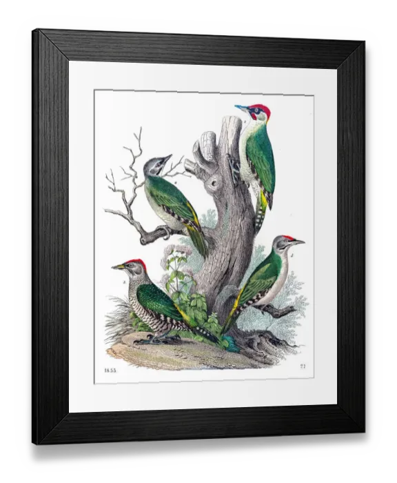 Framed Print : Woodpeckers engraving 1853 Framed Print : Woodpeckers engraving 1853