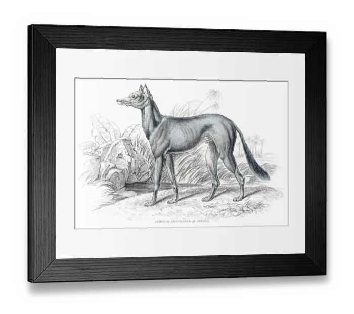 Framed Print : Bedouin greyhound engraving 1840 Framed Print : Bedouin greyhound engraving 1840