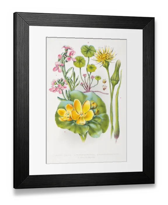 Framed Print : Marigold and Pennywort engraving Framed Print : Marigold and Pennywort engraving