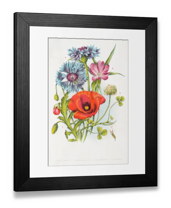 Framed Print : Red poppy and other wild flowers Framed Print : Red poppy and other wild flowers