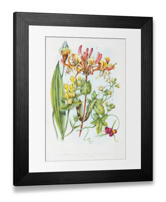 Framed Print : Honeysuckle flowers engraving 1898 Framed Print : Honeysuckle flowers engraving 1898
