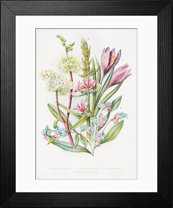 Framed Print : Forget me not wild flowers 1898 Framed Print : Forget me not wild flowers 1898