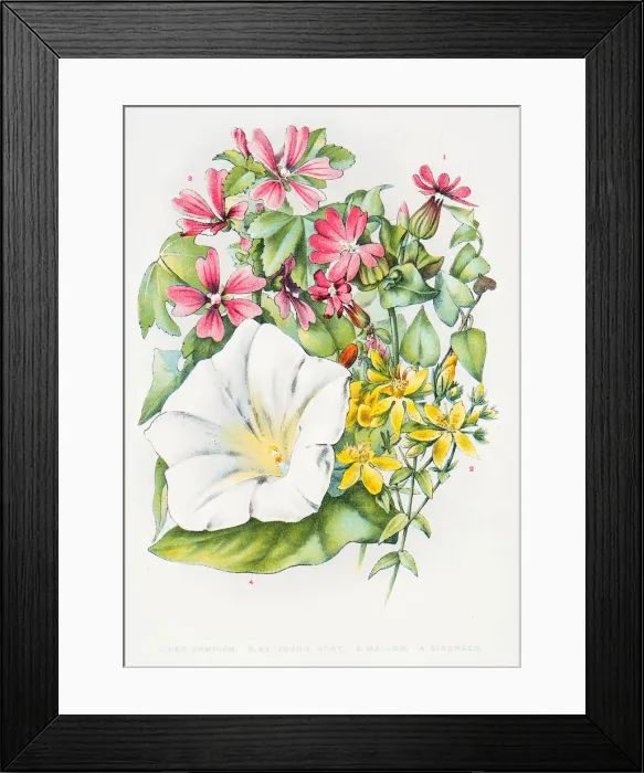 Framed Print : Mallow wild flowers engraving 1898 Framed Print : Mallow wild flowers engraving 1898