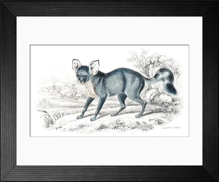 Framed Print : Desert Fox engraving 1840 Framed Print : Desert Fox engraving 1840