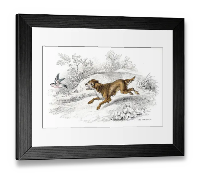 Framed Print : Springer Spaniel engraving