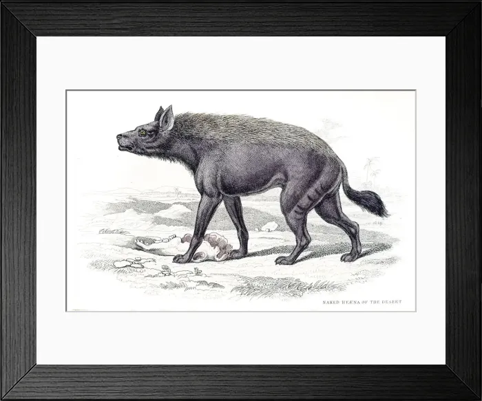 Framed Print : Desert hyena engraving 1840 Framed Print : Desert hyena engraving 1840