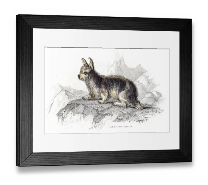 Framed Print : Isle of Skie Terrier engraving Framed Print : Isle of Skie Terrier engraving