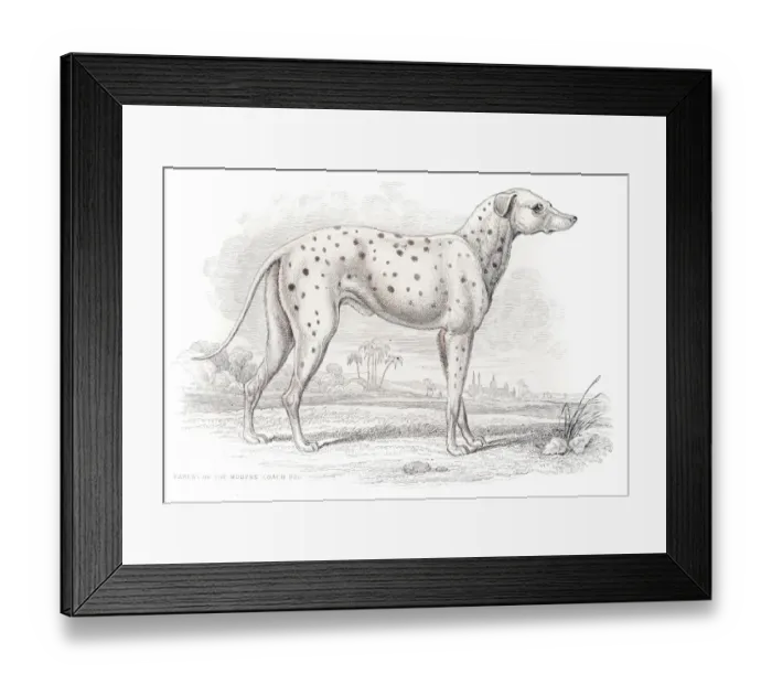 Framed Print : Antique Dalmatian dog engraving 1840 Framed Print : Antique Dalmatian dog engraving 1840