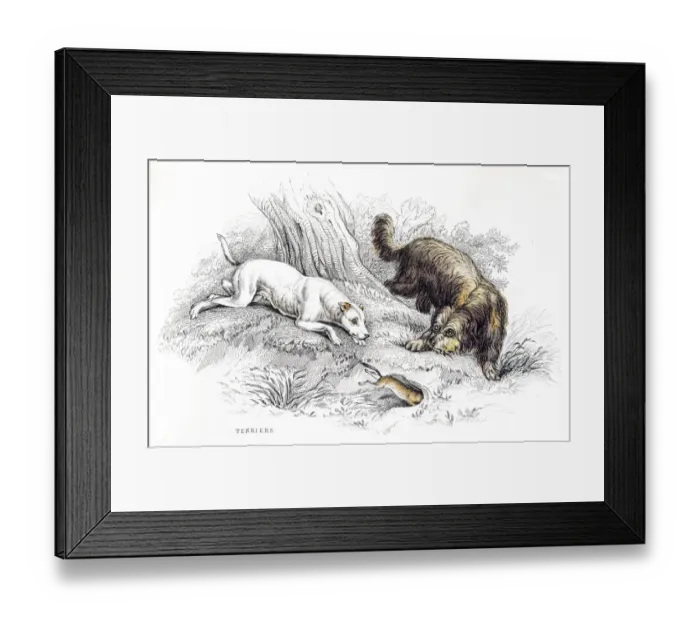 Framed Print : Terriers engraving Framed Print : Terriers engraving