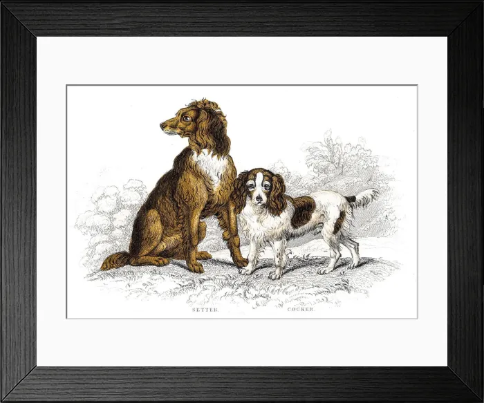 Framed Print : Setter and cocker engraving Framed Print : Setter and cocker engraving