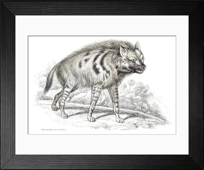 Framed Print : Striped hyena engraving 1840 Framed Print : Striped hyena engraving 1840