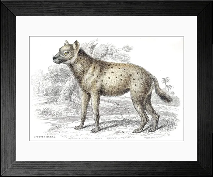 Framed Print : Spotted hyena engraving 1840 Framed Print : Spotted hyena engraving 1840