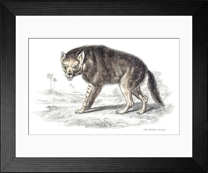 Framed Print : Brown hyena engraving 1840 Framed Print : Brown hyena engraving 1840