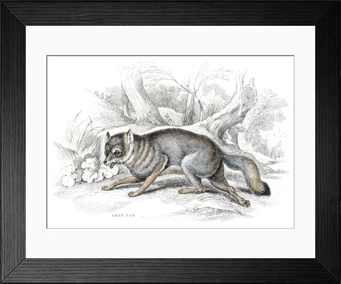 Framed Print : Grey fox engraving 1840 Framed Print : Grey fox engraving 1840